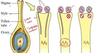 Self Sterility in plants [upl. by Odrarebe807]