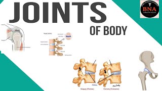 Types of joints fibrous synovial and cartilaginous joints [upl. by Isdnyl115]