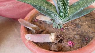 Gasteria succulent plant propagation update [upl. by Arracat]