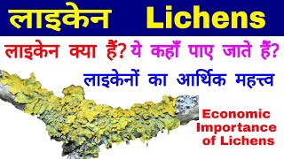 लाइकेन Lichens  लाइकेनों का आर्थिक महत्त्व Economic Importance of Lichens  Lichens Habitat [upl. by Calvin]