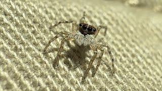 iPhone 16 Pro Macro is Very Nice Tiny Jumping Spider Super Close Up [upl. by Markson]