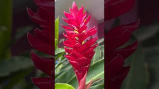 Red Ginger Flower  Ostrich Plume  சிவப்பு இஞ்சி பூ allwinjilly shortsvideo tamilshorts health [upl. by Weisman]