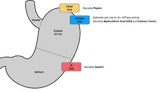 GI SecretoryRegulatory Physiology [upl. by Tobin]