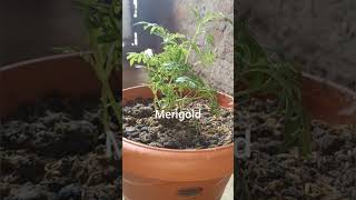 10 lucky plants 🌿 luckyplants plants garden viralvideo ytshorts shorts viralshorts yt [upl. by Nnairb675]