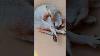 La maritza  shortvideo cat catlover  short sleeping cat [upl. by Harned]