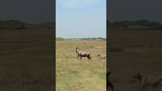 Antelope vs Hyena Animal Power Competition Wild Animals at Close Range [upl. by Onirotciv]