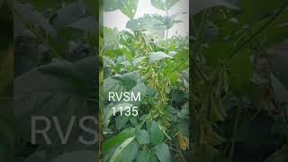 TOP 5 Soyabean Variety NRC127  SOYBEAN Stress Tolerant VarietyNRC127 Drought Tolerant Variety [upl. by Iramo65]