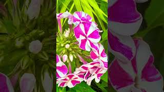 Garden phlox garden flowers nature gardenflowers gardenplants [upl. by Adiol]