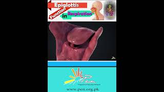 Epiglottis Function in Respiration I How respiration Works in Human I biology Irespiration [upl. by Roter733]