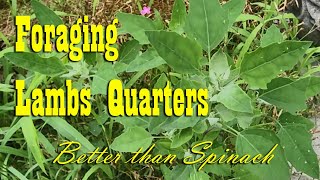 Lambs Quarters  Delicious amp Nutritious  Foraging [upl. by Atikahs]