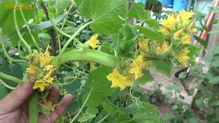 ⟹ Cucumber Plant Fasciation [upl. by Chemarin]