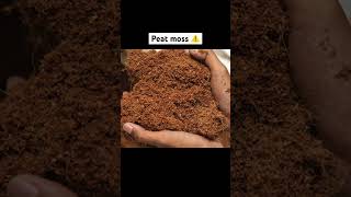 Peat moss can be hydrophobic Water thoroughly 💦 🌱 vegetablegarden backyardgardening gardening [upl. by Olim]