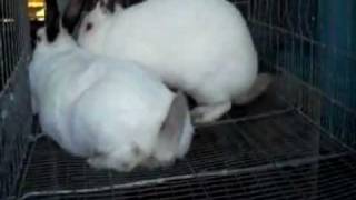 Successful Rabbit Breeding [upl. by Mindy]