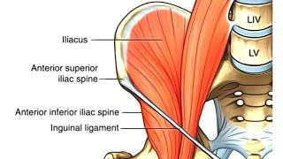 skeleton anatomy📕📖 📕🔍 [upl. by Hallimaj]