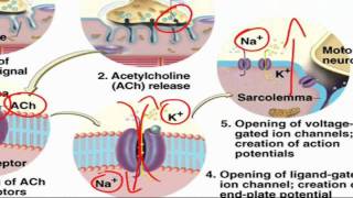 ExcitationContraction Coupling [upl. by Dnalsor521]