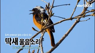 이곳저곳에서 들리는 딱새 수컷의 노래 Daurian redstart song [upl. by Sitoeht]