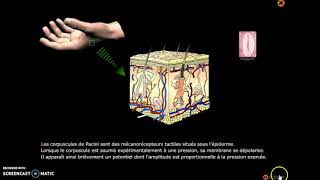 logiciel nerf codage fibre [upl. by Annavoj558]