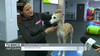 TV BRICS Deporte para perros Clases de gimnasia canina ayudan a los perros a mantenerse sanos [upl. by Tenaej]