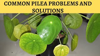 Pilea Peperomioides TOP 5 Problems and Fixes [upl. by Bred]