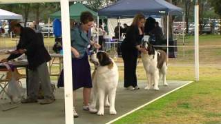 St Bernard Judging Sutherland KC All Breeds Show Day 2 [upl. by Norihs]