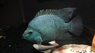 Herichthys Carpintis Cichlid Guarding Eggs [upl. by Audi]