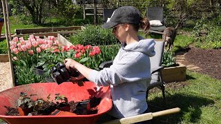 Planting Brodiaea Queen Fabiola Potting Up Seed Dahlias and More Gladiolus [upl. by Ayotol811]