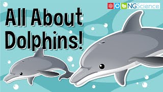 All About Dolphins [upl. by Ettenuahs609]