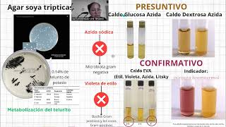 Enterococcus faecalis presentación Bacteriología Médica UACH [upl. by Yeniffit283]