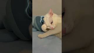 Cats and Dogs 😃😄Funny Moments shortsvideos funnyanimls catsanddogsdaily [upl. by Alyaj]