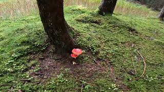 Habitat con Albatrellus confluensAmanita muscaria e cortinarius caperatus [upl. by Otnas]