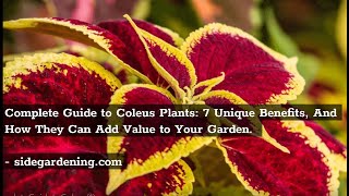 Complete Guide to Coleus Plants 7 Unique Benefits And How They Can Add Value to Your Garden [upl. by Hesler]