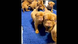 Cute Dogue De Bordeaux puppies 🐶 Cuteness Beyond Imagination [upl. by Carli791]