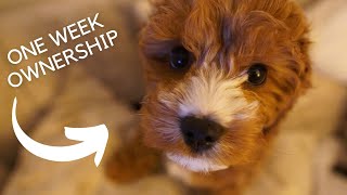 Living with Our Cavapoo Puppy A One Week Update [upl. by Norita130]