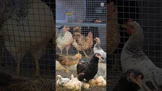 Chicks and chicken അമ്മ കോഴിയും കുഞ്ഞുങ്ങളും 2nd Part [upl. by Carman]