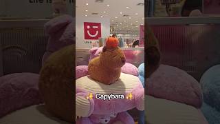 ✨ Capybara✨  Chiguiro en Colombia 🤭🤎🎃 [upl. by Aerdnod]