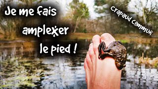 Ce Crapaud saccouple avec mon pied   FOCUS [upl. by Akila]