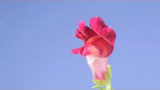 Antirrhinum snapdragon flowers opening with rotate [upl. by Annayoj]