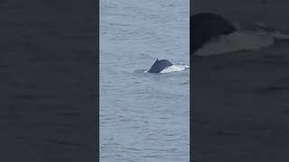 Humpback off of Alaska Coast humpbacks [upl. by Aicenet683]