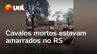 Cavalos amarrados antes da enchente são encontrados mortos no Rio Grande do Sul [upl. by Inhoj]