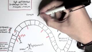 Part III  Mucosal Immunity IgA antibodies [upl. by Doralia]