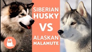 Husky Vs Alaska – Differences Between Siberian Husky and Alaskan Malamute [upl. by Charron]