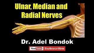 Ulnar Median and Radial Nerves Dr Adel Bondok [upl. by Kissner]