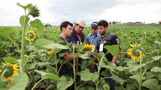 Agronomia Unicesumar  Profissão em Foco [upl. by Bradway]