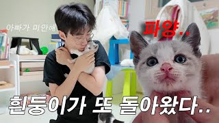 두 번이나 파양 당한 3개월 아기고양이 흰둥이 😭 [upl. by Caylor994]