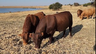 Today were at a Beefmaster x Bonsmara commercial herd [upl. by Morez]