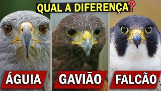 ÁGUIA GAVIÃO ou FALCÃO Qual a diferença  Carcará é um falcão [upl. by Mackey]