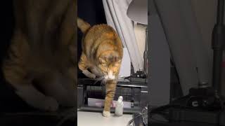 You Wont Believe What Happens to THESE CATS a Second Before mycat [upl. by Allemat]