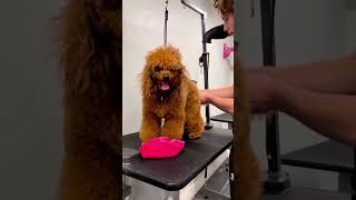 Miniature Poodle Grooming Before amp After poodles doggrooming [upl. by Ludovick]