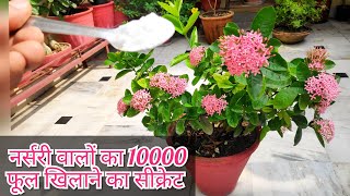 Ixora plant care n fertilizer ixora plant secret fertilizer बस आधा चम्मच फूलों से ढक जाएगा पौधा [upl. by Gilead]