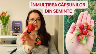 🍓🍓🍓Căpșuni din semințe Cum recoltăm semințele foarte ușor [upl. by Erdied]